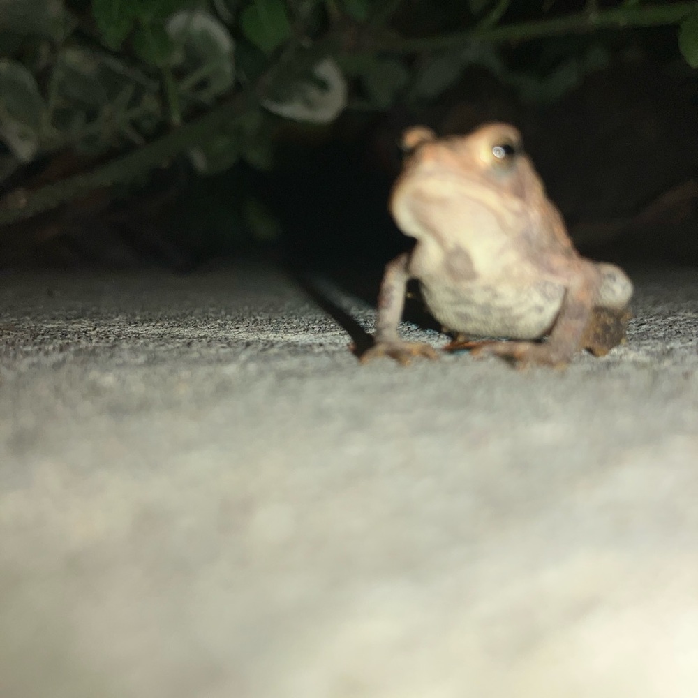 Toad spirit (toad not included)